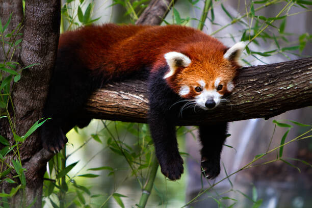 Marianne Purdie Plakát, Obraz - Red panda, Marianne Purdie, 40 × 26.7 cm
