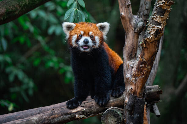 Jackyenjoyphotography Plakát, Obraz - Red Panda, close-up of a bear on a tree, Jackyenjoyphotography, 40 × 26.7 cm