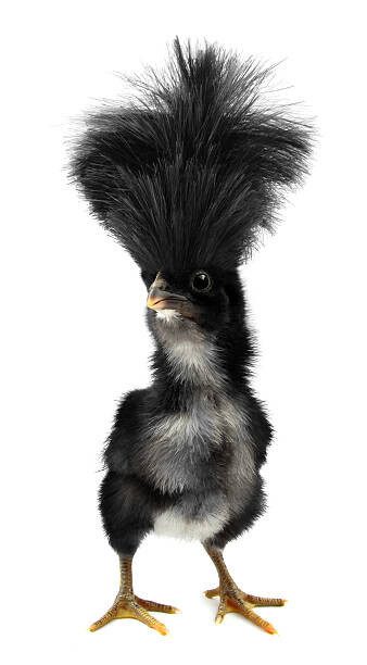 UroshPetrovic Plakát, Obraz - Crazy black chick with ridiculous hair, UroshPetrovic, 22.2 × 40 cm