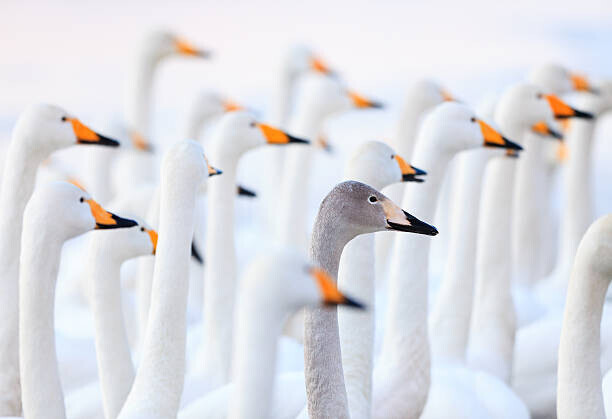 High quality images of Japan and nature Plakát, Obraz - Unique swan, High quality images of Japan and nature, 40 × 26.7 cm