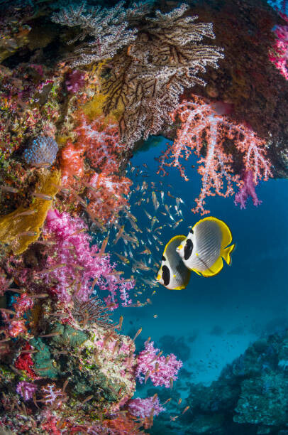Georgette Douwma Plakát, Obraz - Butterflyfish with soft corals., Georgette Douwma, 26.7 × 40 cm