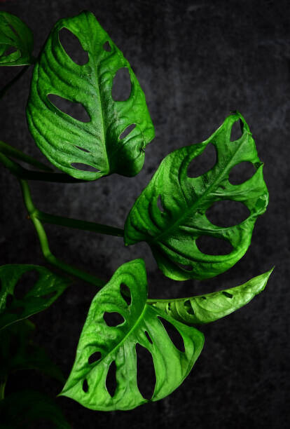 zetat Plakát, Obraz - Montstera monkey leaf, zetat, 26.7 × 40 cm