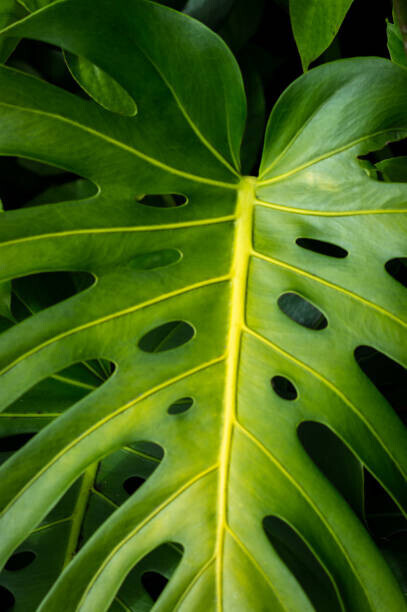 Thomas Doering Plakát, Obraz - Green leaf with holes, Thomas Doering, 26.7 × 40 cm