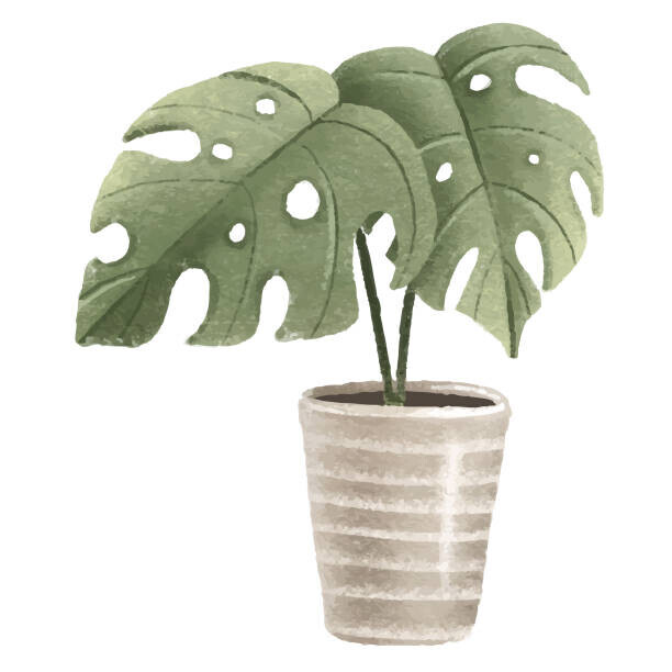 Ilona Myronenko Plakát, Obraz - Tropical Monstera, Houseplant in pot. Home, Ilona Myronenko, 40 × 40 cm