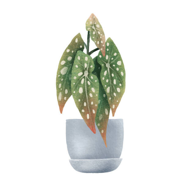 Ilona Myronenko Plakát, Obraz - Begonia Maculata, dots. Houseplant in pot., Ilona Myronenko, 40 × 40 cm