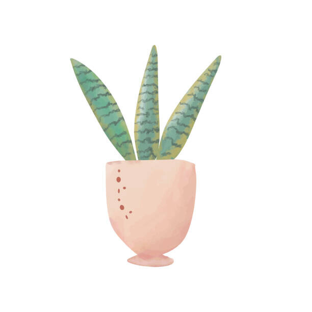 nuiiko Plakát, Obraz - Green house plant in pot isolated, nuiiko, 40 × 40 cm