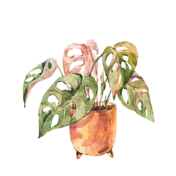 Belus Plakát, Obraz - Watercolor indoor plants, monstera urban jungle, Belus, 40 × 40 cm