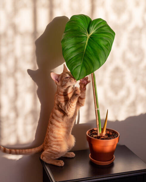 Rhisang Alfarid Plakát, Obraz - Kitten and indoor plant philodendron, Rhisang Alfarid, 30 × 40 cm