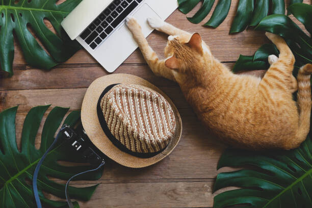 Chansom Pantip Plakát, Obraz - Domestic ginger cat acts as human, Chansom Pantip, 40 × 26.7 cm