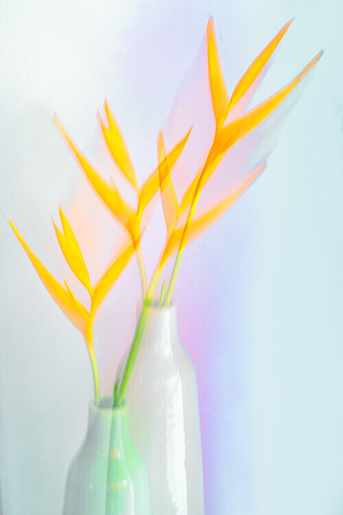 Florent Dirk Thies Plakát, Obraz - Still life with flower (Heliconia), Florent Dirk Thies, 26.7 × 40 cm