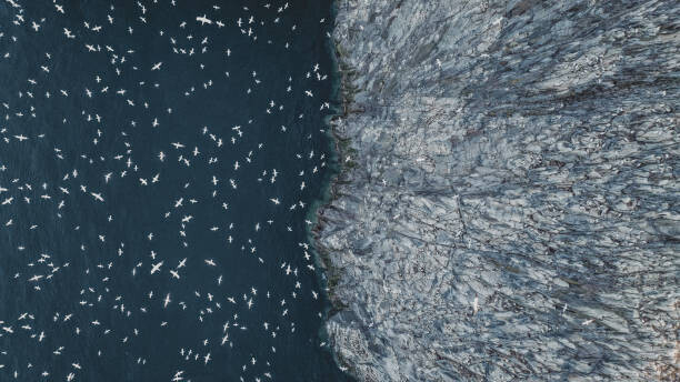 Abstract Aerial Art Plakát, Obraz - Gannets flying off the edge of, Abstract Aerial Art, 40 × 22.2 cm