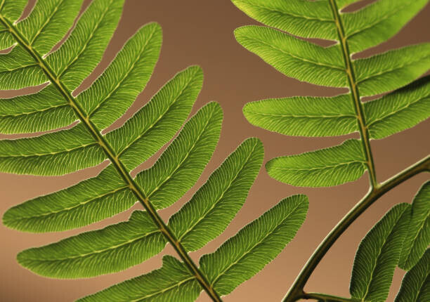 Zen Rial Plakát, Obraz - Highlighted leaf veins on fern fronds, Zen Rial, 40 × 26.7 cm