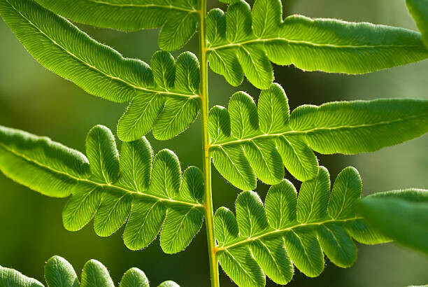 jadimages Plakát, Obraz - close-up fern, jadimages, 40 × 26.7 cm