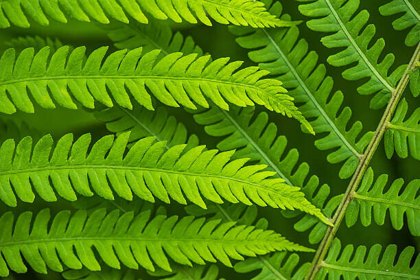 Belyay Plakát, Obraz - Fern leaf in the forest - green nature background, Belyay, 40 × 26.7 cm