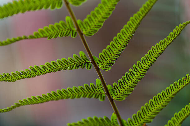 fastfun23 Plakát, Obraz - Fern leaves, fastfun23, 40 × 26.7 cm