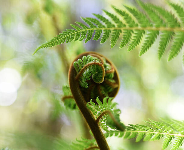 Logan Campbell Plakát, Obraz - Punga Fern Koru, Logan Campbell, 40 × 32.7 cm