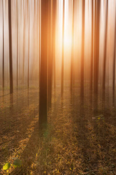 owngarden Plakát, Obraz - Golden Forest, owngarden, 26.7 × 40 cm