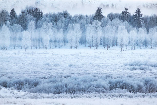 David Clapp Plakát, Obraz - Hoar frosted trees in Jackson, Wyoming,, David Clapp, 40 × 26.7 cm