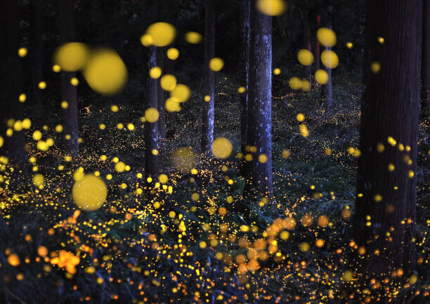 Nori Yuasa Plakát, Obraz - The Galaxy in woods, Nori Yuasa, 40 × 30 cm