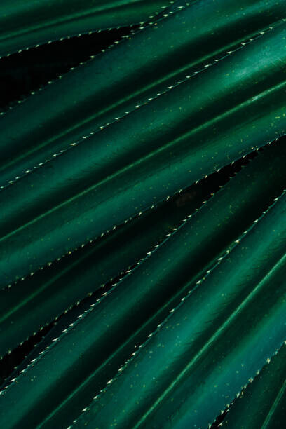 Olena Malik Plakát, Obraz - Close up of thorny green leaves, Olena Malik, 26.7 × 40 cm