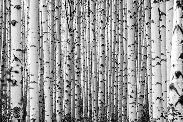 Kristin Castenschiold Plakát, Obraz - Black Canyon og Gunison, Kristin Castenschiold, 40 × 26.7 cm
