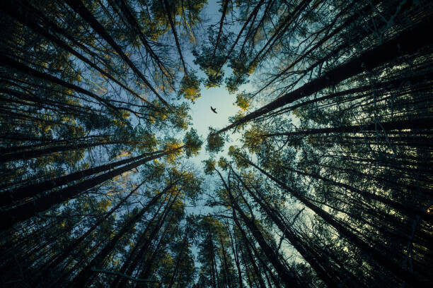 igor kovalev / 500px Plakát, Obraz - Low angle view of trees in forest,Russia, igor kovalev / 500px, 40 × 26.7 cm
