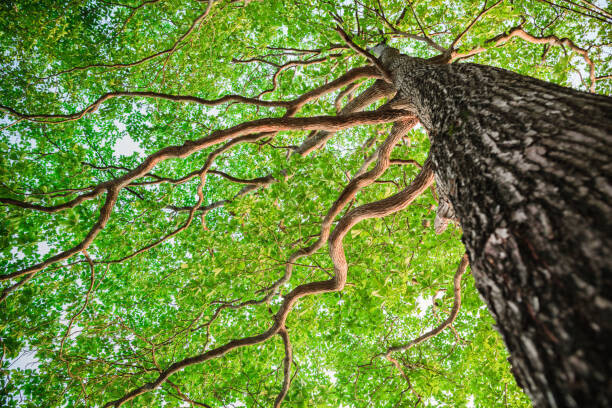 somnuk krobkum Plakát, Obraz - New green leaf tree in nature forest, somnuk krobkum, 40 × 26.7 cm