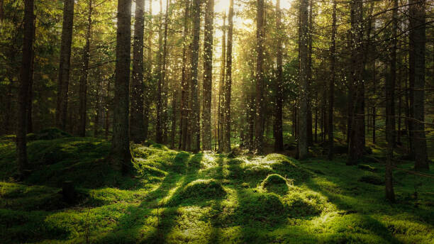 Björn Forenius Plakát, Obraz - Magical fairytale forest., Björn Forenius, 40 × 22.2 cm