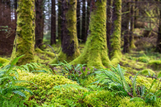 Santiago Urquijo Plakát, Obraz - Moss and ferns at old forest, Santiago Urquijo, 40 × 26.7 cm
