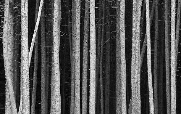 ImagineGolf Plakát, Obraz - Black and White Pine Tree Trunks Background, ImagineGolf, 40 × 26.7 cm