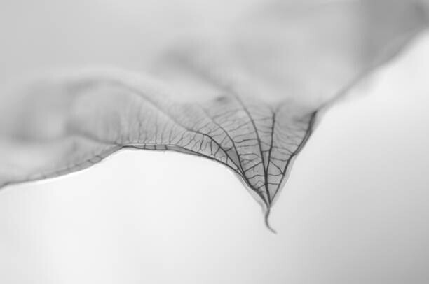 Nancybelle Gonzaga Villarroya Plakát, Obraz - A Dry Leaf the tip of a Hosta Plant, Nancybelle Gonzaga Villarroya, 40 × 26.7 cm