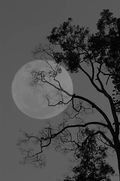 bochimsang Plakát, Obraz - Tree and the moon, bochimsang, 26.7 × 40 cm