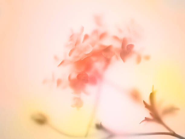 Level1studio Plakát, Obraz - Multi colored abstract background of the flower, Level1studio, 40 × 30 cm