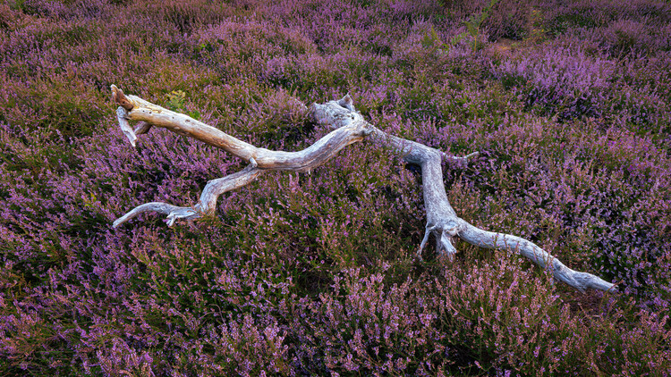 Kutub Uddin Plakát, Obraz - Heather field, Kutub Uddin, 40 × 22.2 cm