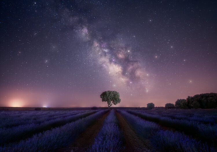joanaduenas Plakát, Obraz - Lavender fields nightshot, joanaduenas, 40 × 26.7 cm