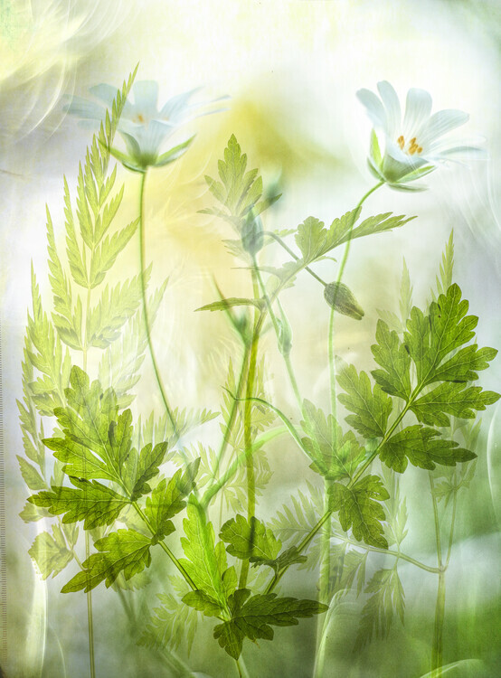 Hilda van der Lee Plakát, Obraz - Fragile freshness, Hilda van der Lee, 30 × 40 cm