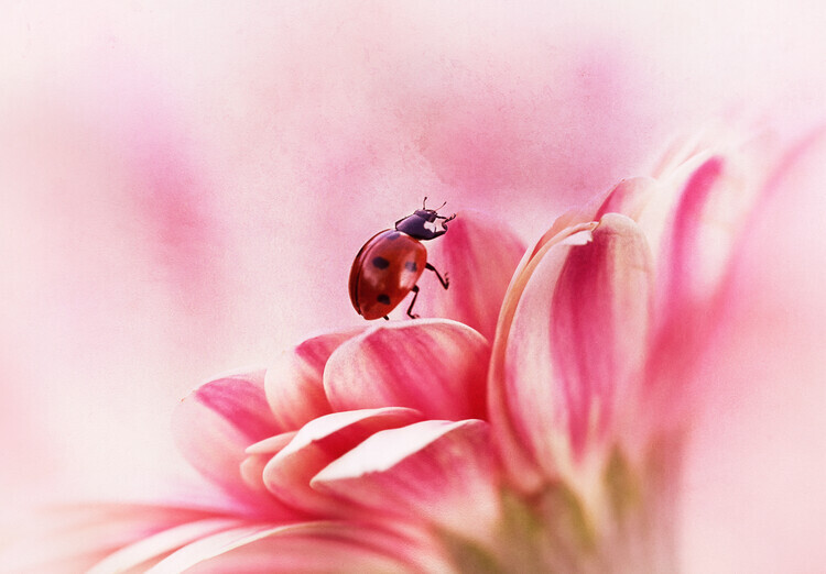Ellen van Deelen Plakát, Obraz - Ladybird on Gerbera, Ellen van Deelen, 40 × 26.7 cm