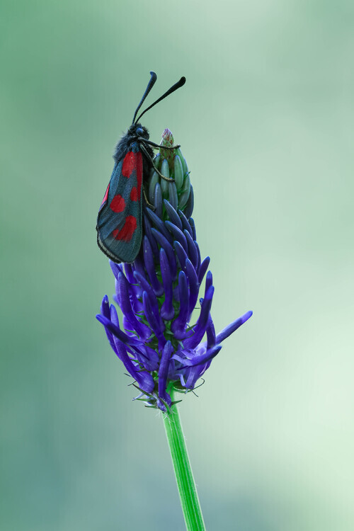 Adrian Tudose Plakát, Obraz - The magic world of moths, Adrian Tudose, 26.7 × 40 cm