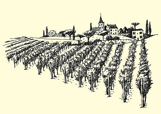 iralu Plakát, Obraz - Beautiful Vineyard View In The Valley., iralu, 40 × 30 cm