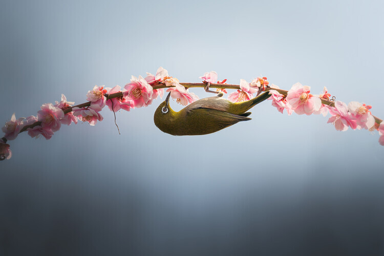 Vu van quan Plakát, Obraz - Spring is coming, Vu van quan, 40 × 26.7 cm