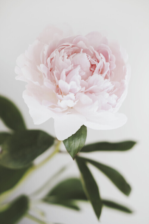 Pictufy Studio Plakát, Obraz - Peony, Pictufy Studio, 26.7 × 40 cm
