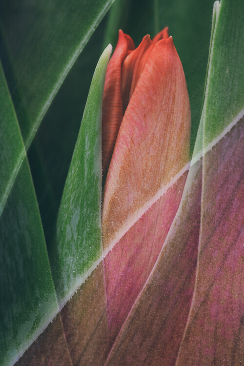 Johan Lennartsson Plakát, Obraz - Tulip, Johan Lennartsson, 26.7 × 40 cm