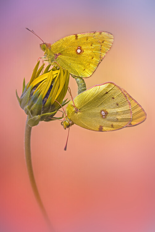 Fabrizio Daminelli Plakát, Obraz - Colias croceus, Fabrizio Daminelli, 26.7 × 40 cm
