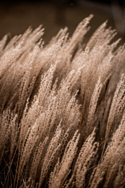 Mareike Böhmer Plakát, Obraz - Grass 16, Mareike Böhmer, 26.7 × 40 cm