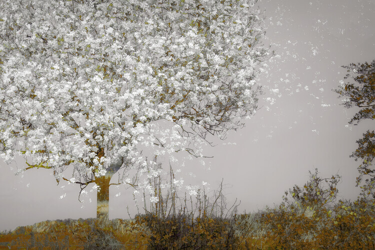 Nel Talen Plakát, Obraz - Fruit tree, Nel Talen, 40 × 26.7 cm