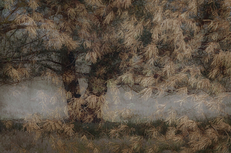 Nel Talen Plakát, Obraz - Pine tree, Nel Talen, 40 × 26.7 cm