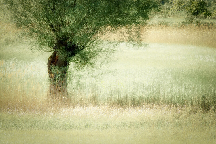 Nel Talen Plakát, Obraz - Willow, Nel Talen, 40 × 26.7 cm