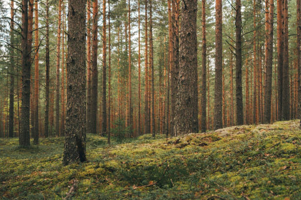 Tatiana Lavrova Plakát, Obraz - Magic pinewood lawn. Dark toned green, Tatiana Lavrova, 40 × 26.7 cm