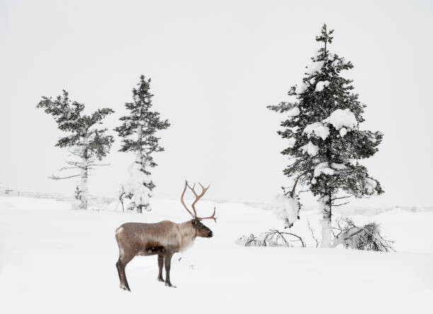 RelaxFoto.de Plakát, Obraz - Reindeer standing in snowy winter landscape, RelaxFoto.de, 40 × 30 cm