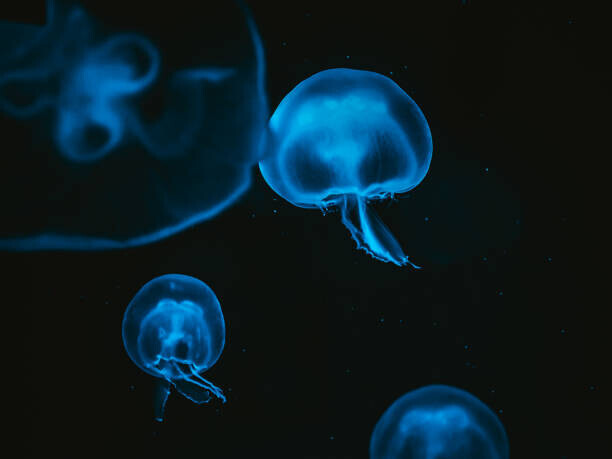 Martin Herzog Plakát, Obraz - Jellyfish, Martin Herzog, 40 × 30 cm